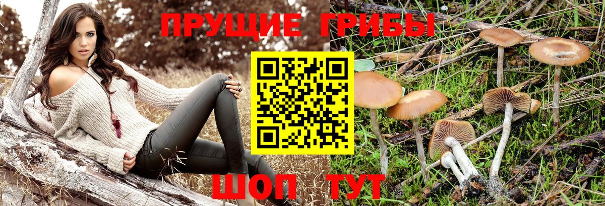 Тамбов  Псилоцибиновые грибы Psilocybe  Вход с VPN  Галлюциногенные грибы мухоморы 